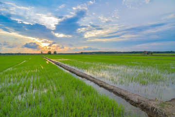 Fototapeta na wymiar Beautiful panorama sunset view on paddy field