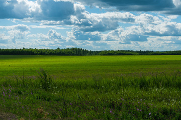 rural landscape. field and clouds in summer