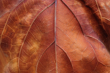 Patterns of red autumn leaf