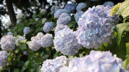 咲き誇るセイヨウアジサイ