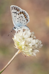 Plebejus argus The Silver-studded Blue beautiful butterfly of the Lycaenidae family perched and feeding on Armeria