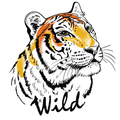 Tiger portrait head. Lettering wild. Template. Close-up. Clip art. Hand Painting. Ink