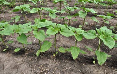 Young sunflower using herbicides is protected from weeds