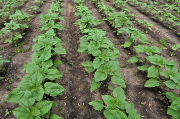 Young sunflower using herbicides is protected from weeds