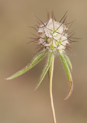 Fruit of Scabiosa species with the appearance of plastic cells