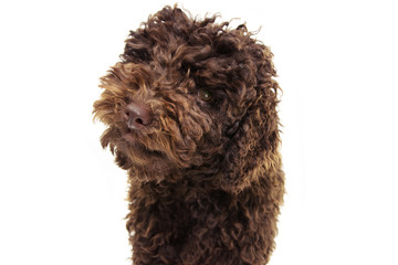 Portrait chocolate poodle puppy dog isolated on white background.