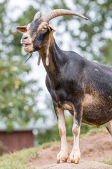 Goat (Ziege, Capra) brown and black