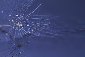 Dandelion seed with water drops