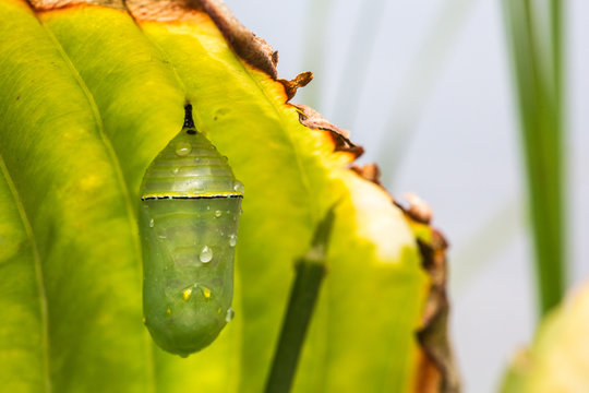 Macro view of monarch butterfly chrysalis on leaf