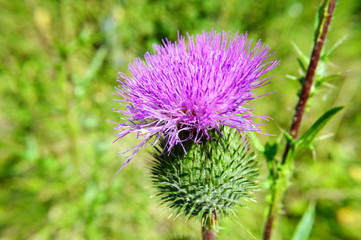 Purple burdock flower on green grass background.
