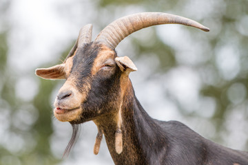 Goat (Ziege, Capra) brown and black
