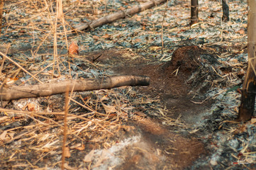 stump in the forest