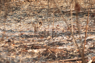 burn forest