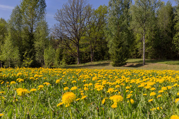 Fantastic field with fresh yellow dandelions flowers on the blue sky.