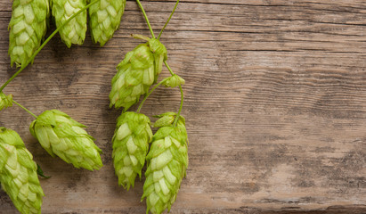 Fresh green hops on a wooden background