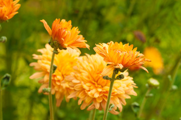 Beautiful flower in the garden