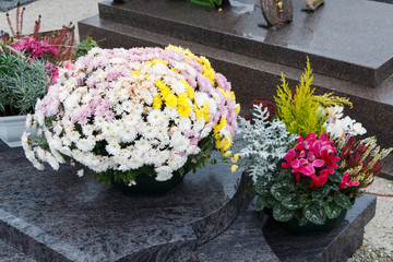 Chrysanthemum plants on tombstones for All Saints Day - 286753930