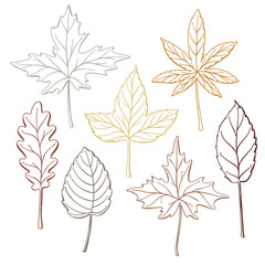 Set of autumn, fall leaves - oak, maple, birch, aspen, hand-drawn outlines, vector illustration isolated on white background. Set of hand drawn fall leaves, autumn symbols