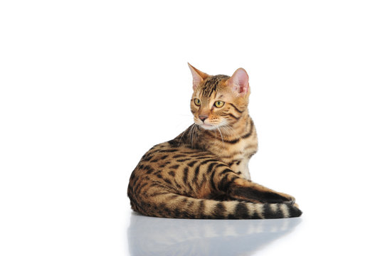 Katze getigert Bengal Tiger Freisteller