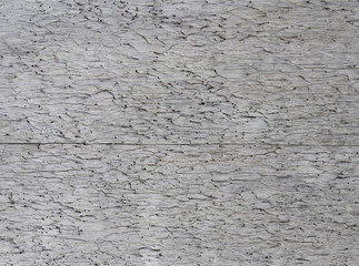 Tree trunk spoiled by worms