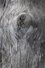 Old tree trunk texture