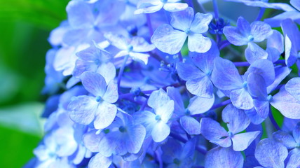 ブルーのガクアジサイ アップ