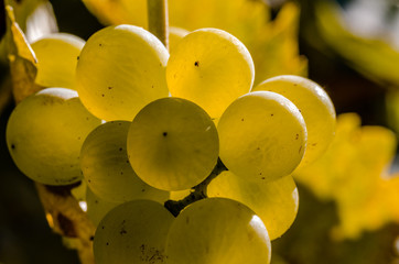 Closeup of a bunch of grapes in the back light. Grape of the white wine variety Riesling. Vineyard in autumn with the ripe grapes