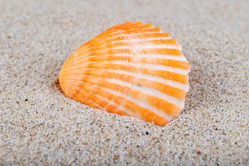 Empty shells on sea sand on the beach. Colorful shells of sea snails.