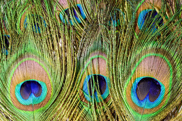 Peacock tail feathers. Colorful feathers in tail with eye. Closeup isolated on white background.