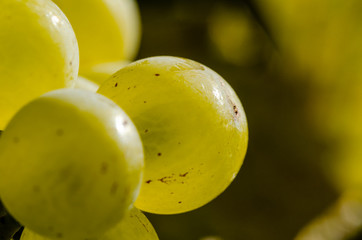 Closeup of a bunch of grapes in the back light. Grape of the white wine variety Riesling. Vineyard in autumn with the ripe grapes