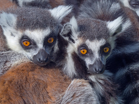 Close up of ring tailed lemurs resting outdoors