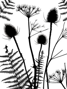 Silhouette of teasels with bracken and hedge parsley