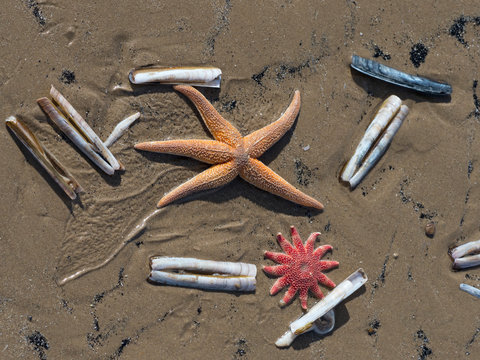 Close up of starfish, common sunstar and razor shells on beach