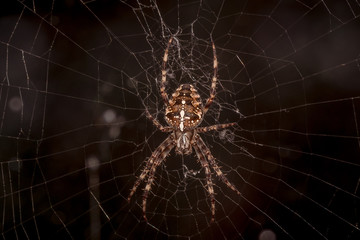 pająk krzyżak ogrodowy na pajęczynie - obrazy, fototapety, plakaty