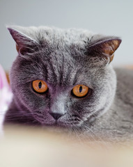 Beautiful British cat 