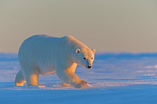 Polar bear walking on snowy landscape