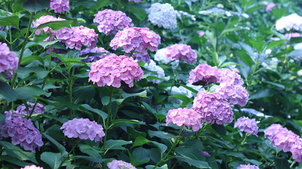 乱れ咲く六月のアジサイ（紫陽花）たち