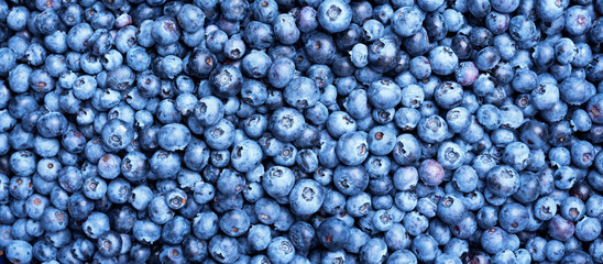 Fresh blueberries background with copy space for your text. Border design. Vegan and vegetarian concept. Macro texture of blueberry berries. Summer healthy food. Banner