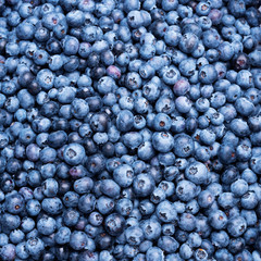 Macro texture of blueberry berries close up. Border design. Summer, vitamin, vegan, vegetarian concept. Healthy food. Fresh blueberries background with copy space for your text