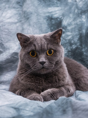 Fototapeta premium Very beautiful British cat