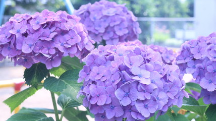 六月のアジサイ ガクアジサイ