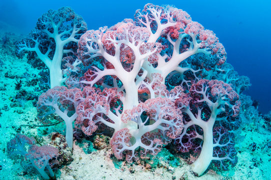 829,374 BEST Coral IMAGES, STOCK PHOTOS & VECTORS | Adobe Stock