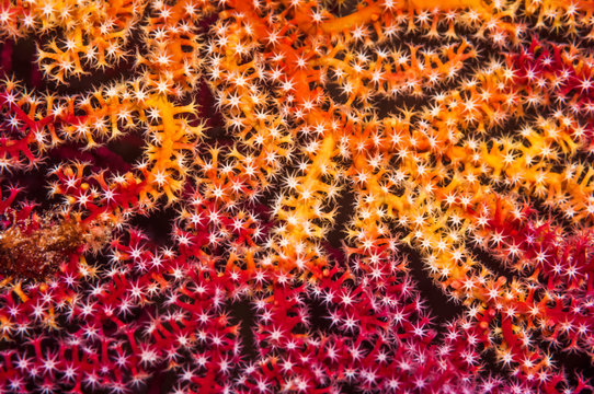 Polyps on gorgonian fan coral