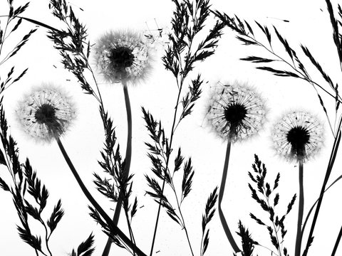 Silhouette of dandelion seed heads and grass