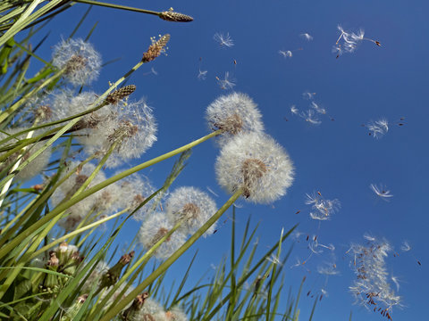Dandelion seeds blowing in wind