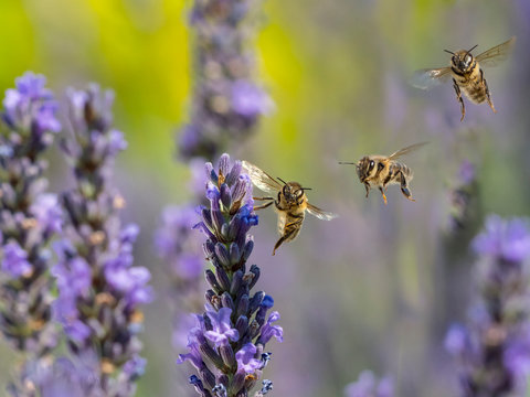 Honeybees pollinating lavender flower