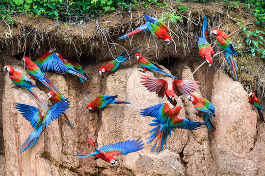 Flock of red and green macaws at clay lick