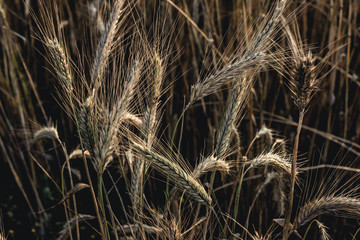 golden spikelets of rye close-up. Light at sunset.