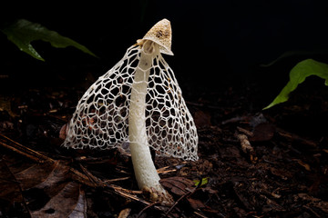 Close up of bridal veil fungus