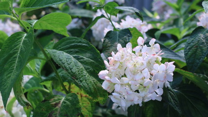 陽に照らされるシロバナアジサイ